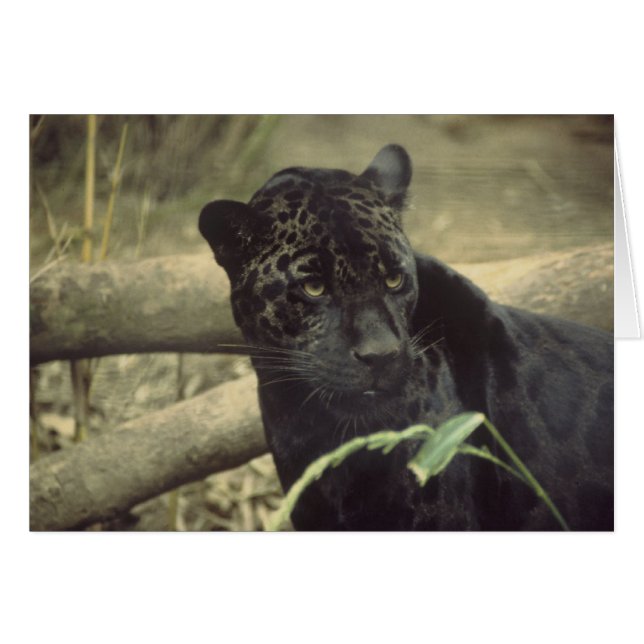 Black_jaguar art (Front Horizontal)