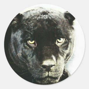 Black Jaguar Panther Classic Round Sticker