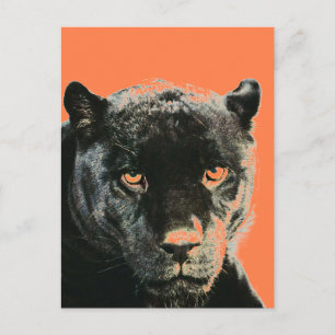 Black Jaguar Panther Postcard