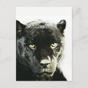Black Jaguar Panther Postcard