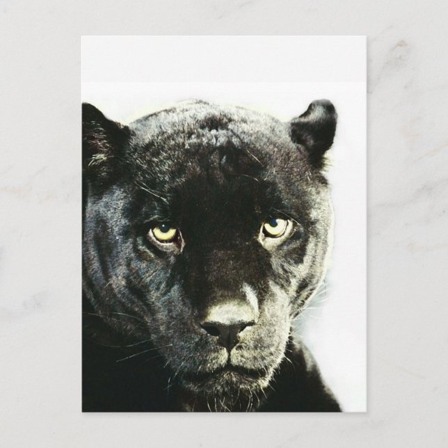Black Jaguar Panther Postcard (Front)
