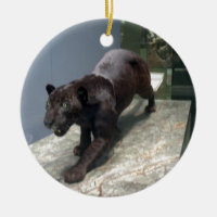 Black Jaguar (Panthera onca)
