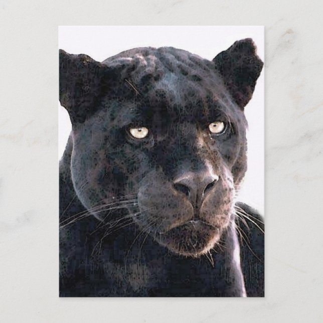 Black Jaguar Postcard (Front)