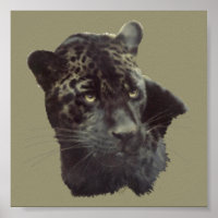 Black Jaguar