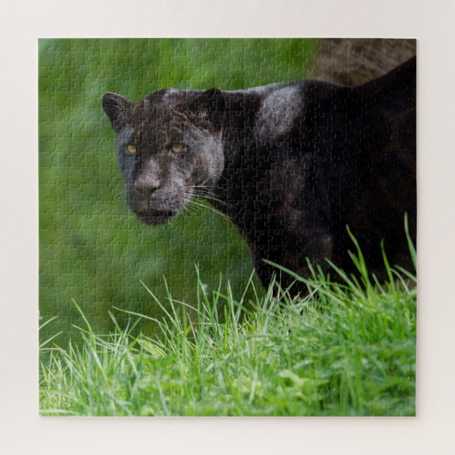 Black Jaguar That Owns the Light Jigsaw Puzzle (Vertical)