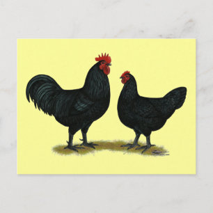 Black Java Chickens Postcard