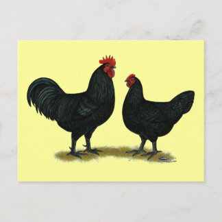 Black Java Chickens Postcard