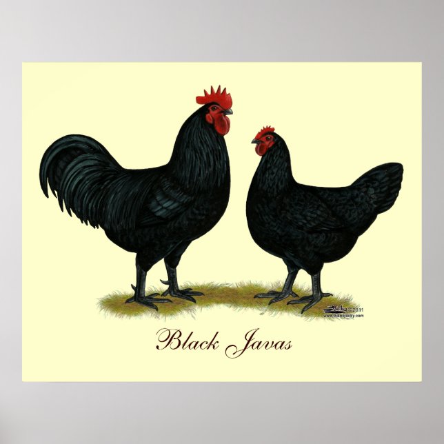 Black Java Chickens Poster (Front)