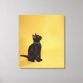 Black kitten in collar canvas print