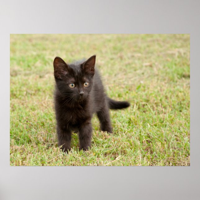 Black Kitten in Grass Poster (Front)