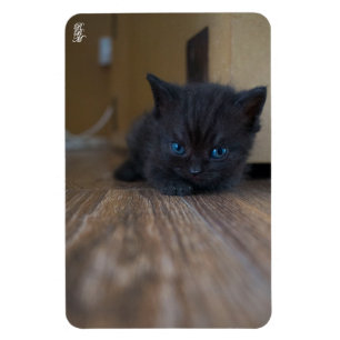 Black Kitten Magnet