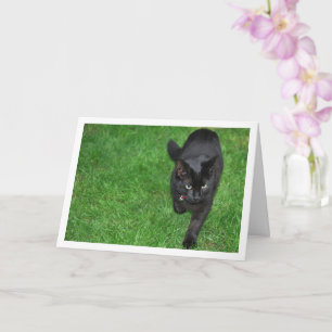 Black Kitten on Grass Card