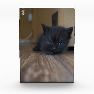 Black Kitten Photo Block