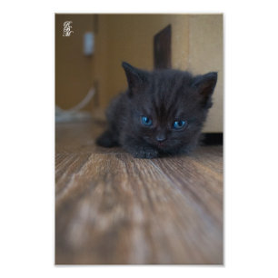 Black Kitten Photo Print