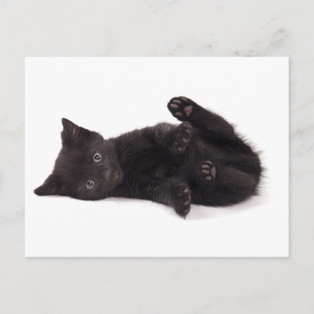 black kitten postcard (Front)