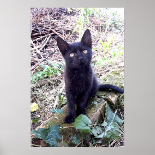 Black Kitten Poster