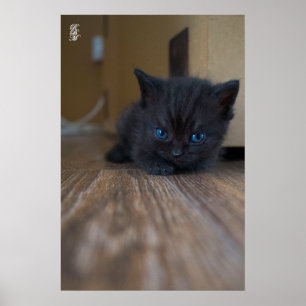 Black Kitten Poster