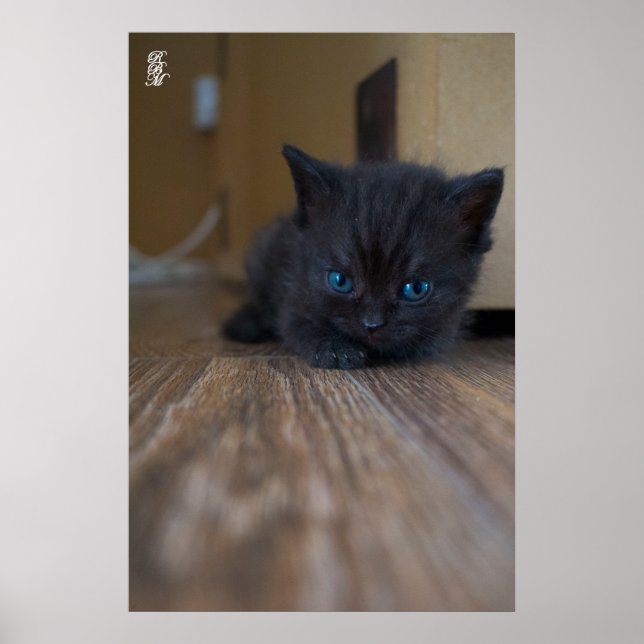 Black Kitten Poster (Front)