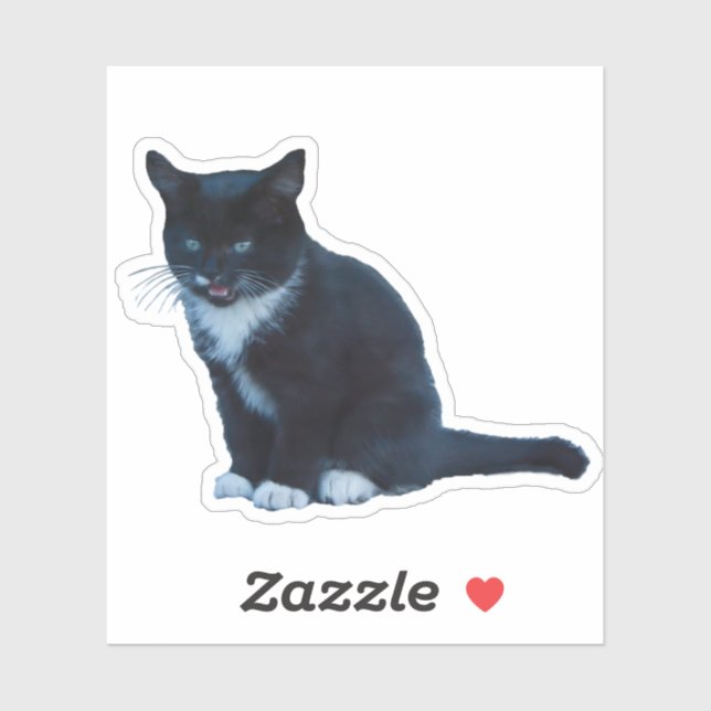 Black kitten Tuxedo sitting meows  (Sheet)
