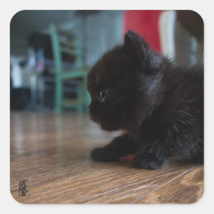Black Kitten Up Close Square Sticker
