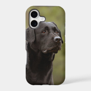 Black lab
