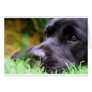 black lab