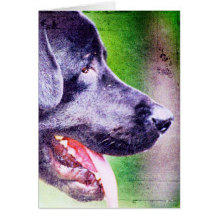Black Lab