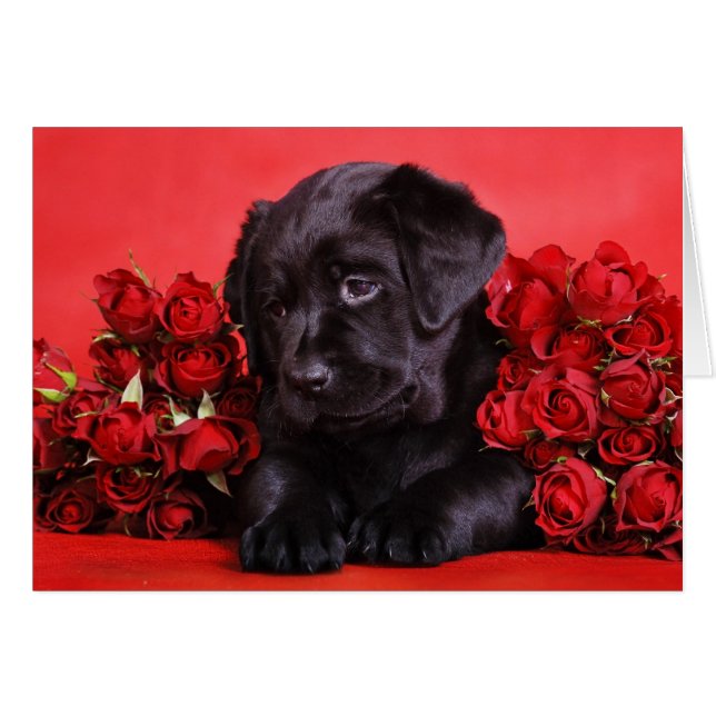 Black Lab and roses (Front Horizontal)