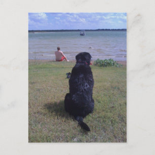 Black Lab at Lake Postcard