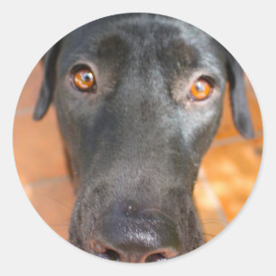 black Lab Classic Round Sticker