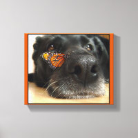 BLack Lab Dog With Butterfly
