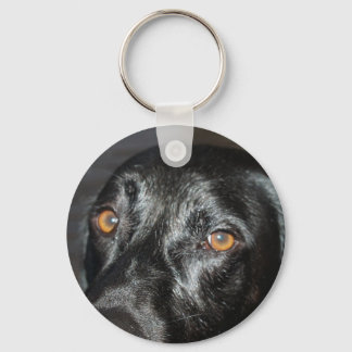 black lab eyes key ring