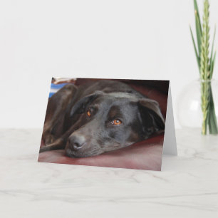 Black Lab Greeting Card