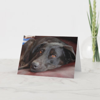 Black Lab Greeting Card