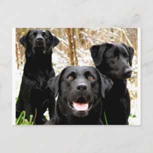 black lab group postcard