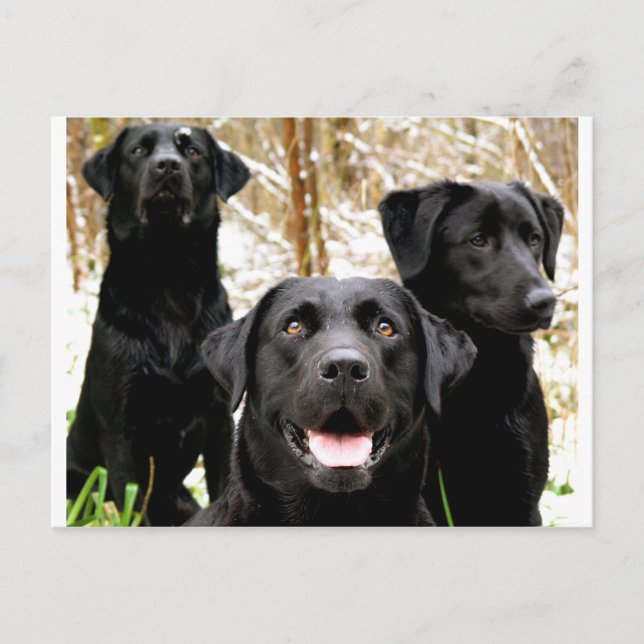 black lab group postcard (Front)