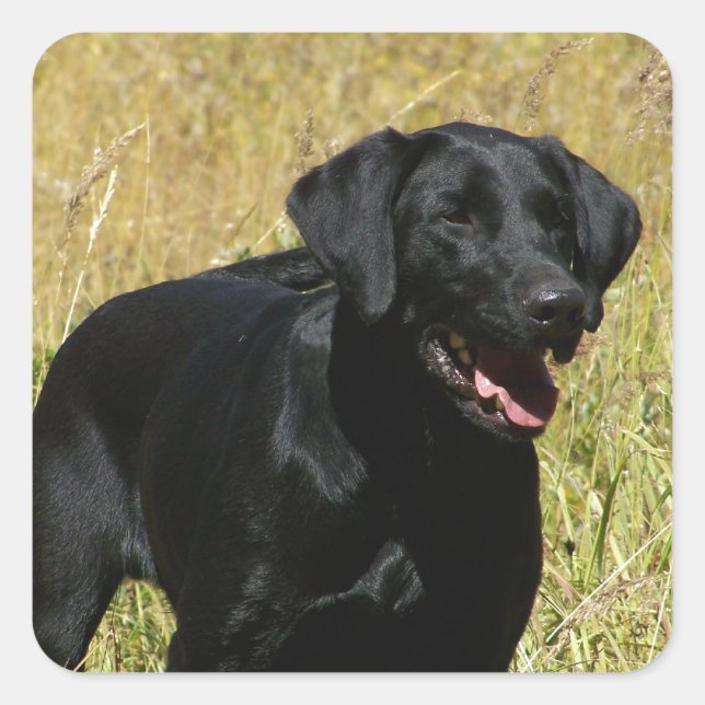 Black Lab in Field  Stickers (Front)