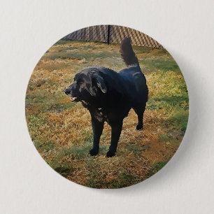 Black Lab In The Fall Sun Button
