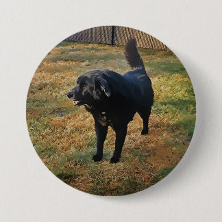 Black Lab In The Fall Sun Button
