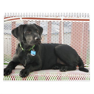 Black Lab labrador retriever calendar