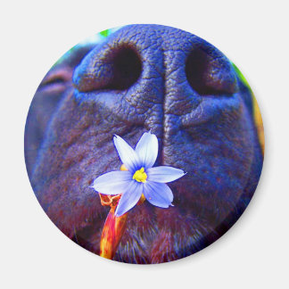 Black lab mix nose, small purple flower picture magnet