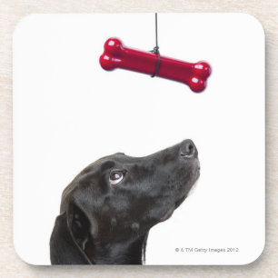 Black lab mixed dog with red dog bone coaster