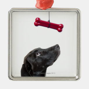Black lab mixed dog with red dog bone metal tree decoration