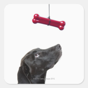 Black lab mixed dog with red dog bone square sticker