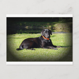 Black Lab Postcard