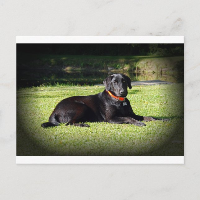 Black Lab Postcard (Front)