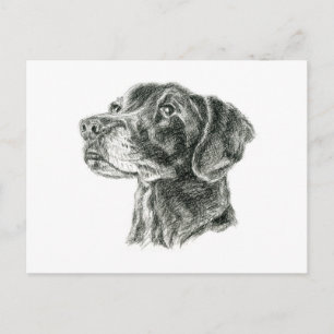 Black Lab Postcard