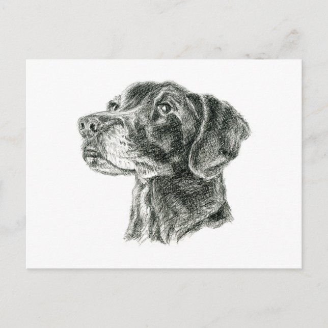 Black Lab Postcard (Front)