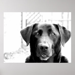 Black Lab Poster