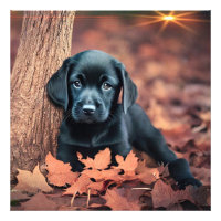 Black Lab Puppy Photo Enlargement